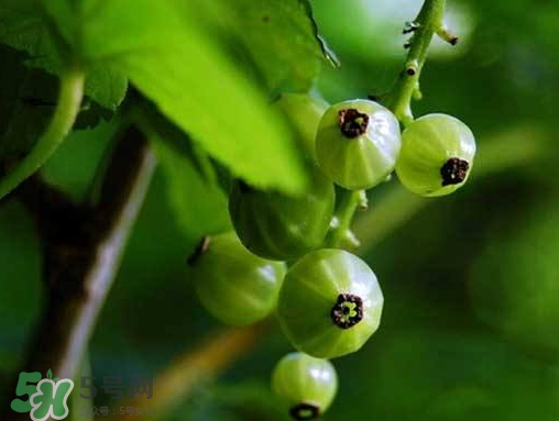 燈籠果什么時候種植？燈籠果怎么種植？