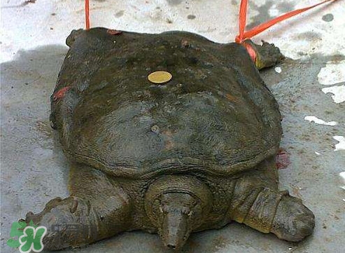 甲魚是烏龜嗎？甲魚是王八嗎？