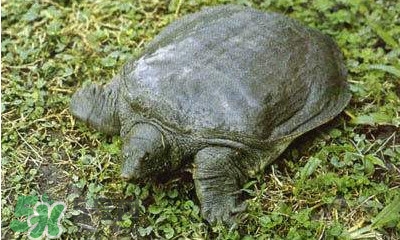 甲魚是烏龜嗎？甲魚是王八嗎？