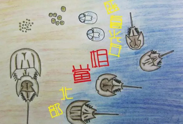中華鱟能活多久？中華鱟最大能長(zhǎng)多大