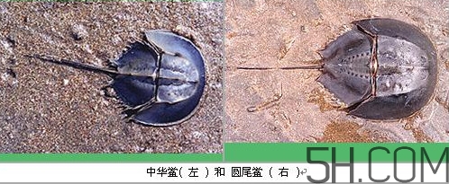 中華鱟是保護動物嗎？中華鱟和圓尾鱟的區別
