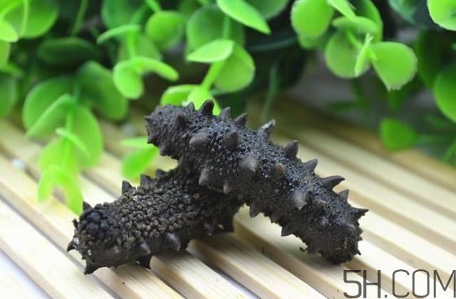 海參是越大越好嗎？海參的生長年限與營養價值有關嗎？