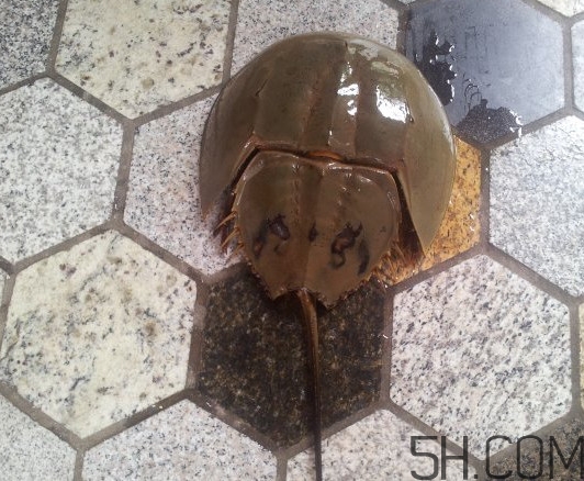 中華鱟多少錢一斤？中華鱟有什么藥用價(jià)值