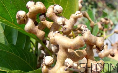 拐棗能夠治療風濕嗎？拐棗的藥用價值有哪些？