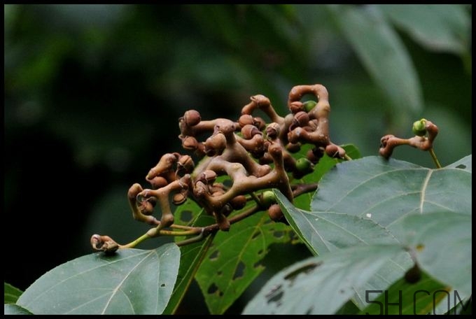 拐棗能夠治療風濕嗎？拐棗的藥用價值有哪些？