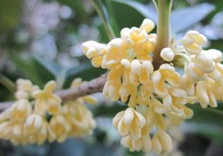 桂花可以放冰箱嗎？新鮮桂花可以放冰箱嗎？