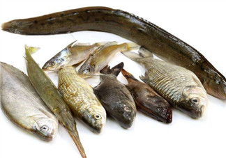 沒有魚刺的魚是哪種魚？如何挑選魚？