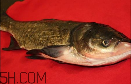 胖頭魚是什么魚？胖頭魚是發物嗎