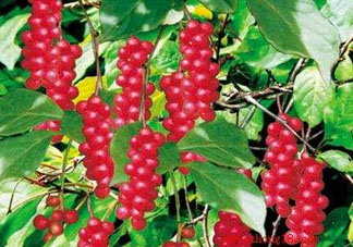 山茱萸什么時候成熟？山茱萸什么時候結果？