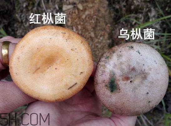 重陽菌燉久了營養會流失嗎？重陽菌長霉還能吃嗎