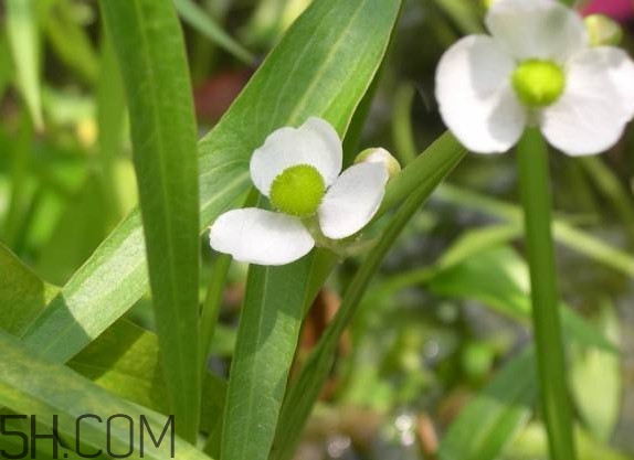 慈菇什么時候種？慈菇什么季節有