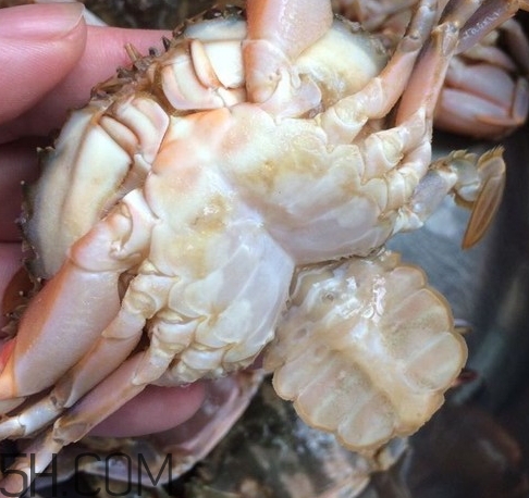 花蓋蟹和梭子蟹哪個好吃？花蓋蟹和梭子蟹區別