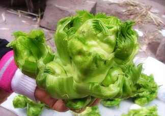 兒菜怎么種？兒菜怎么腌制