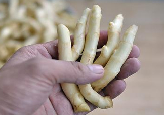 姜芽能吃嗎？姜芽怎么吃