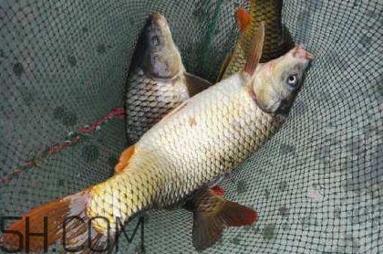 黃河鯉魚主要吃什么？黃河鯉魚和普通鯉魚的區別