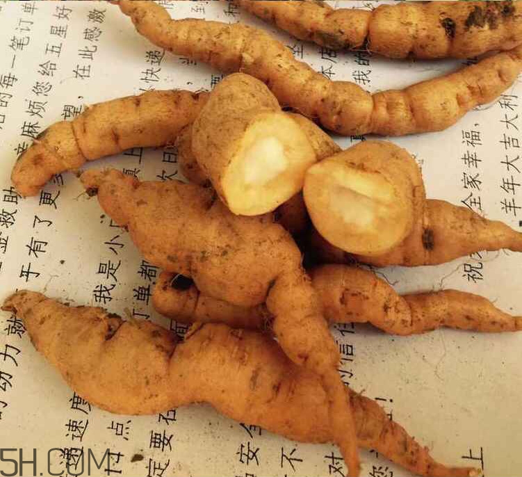 鮮地黃是什么？鮮地黃有什么功效？