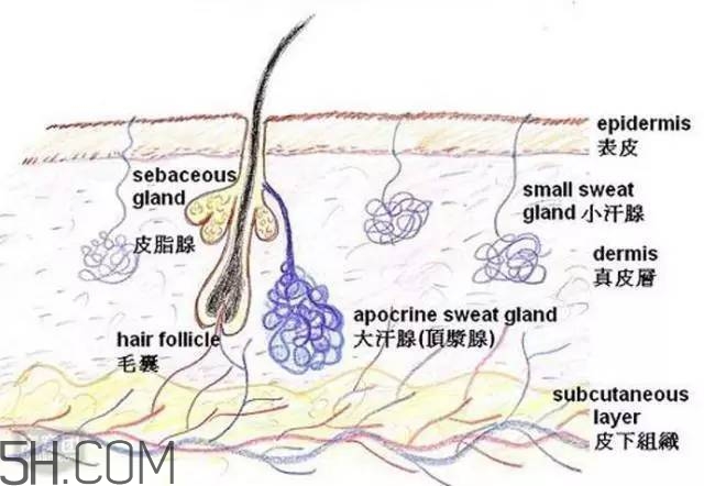 腿毛能刮嗎？腿毛能不能刮？