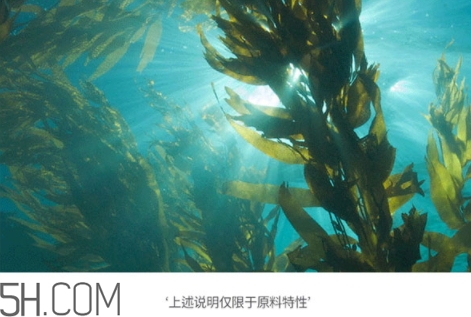 jmsolution珍珠面膜多少錢？jm珍珠面膜好用不過百元
