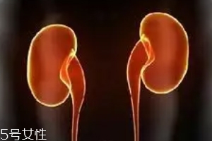 腎為什么容易長結石？尿液聚集成了結石