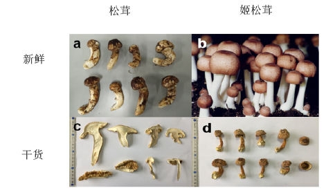 姬松茸和松茸的區別