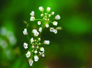 地菜花是什么菜？地菜花是熱性還是涼性
