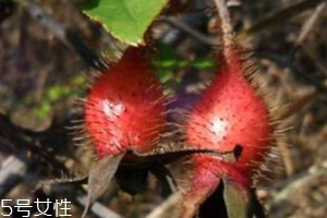 金櫻子怎么保存 金櫻子發霉能吃嗎