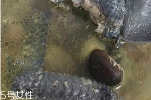 烏雞是發(fā)物嗎？烏雞屬于發(fā)物嗎？