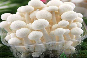 白玉菇為什么是苦的？白玉菇怎么會苦？