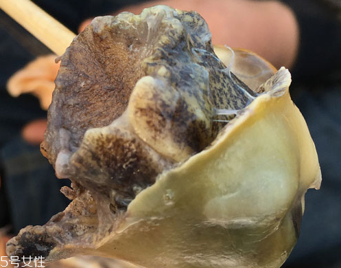 海螺可以隔夜吃嗎？海螺煮熟隔夜能吃嗎？