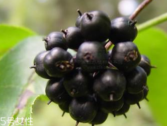 刺五加是發物嗎？刺五加不是發物