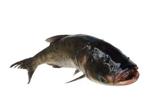 胖頭魚(yú)身子怎么做好吃 這幾招就夠了