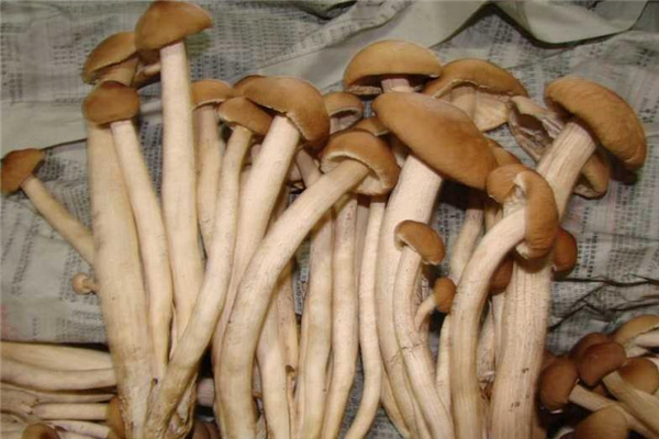 茶樹菇吃多了會上火嗎 很少出現