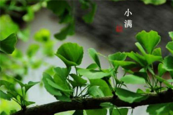 小滿節氣可以同房嗎 2019小滿節氣禁忌