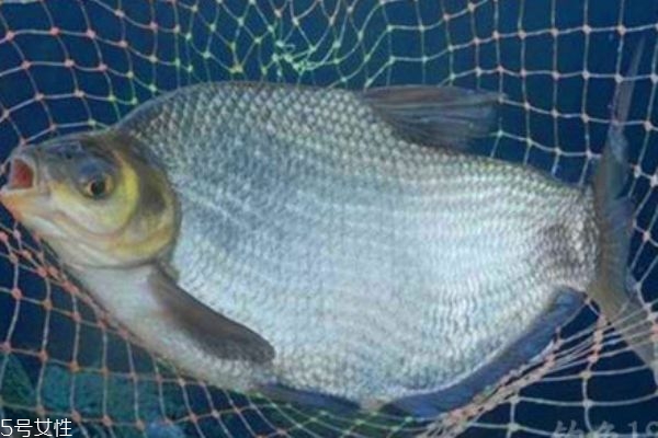 鳊魚是什么魚呢 鳊魚有什么營養價值呢