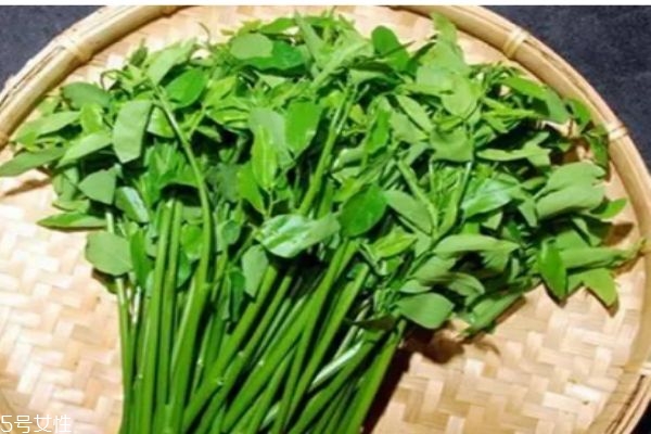 什么是血通菜呢 血通菜有什么營養價值呢
