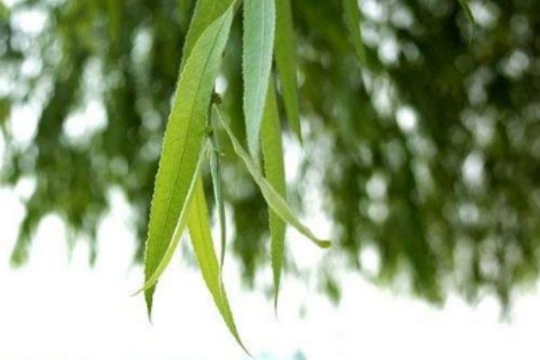 柳葉有什么作用呢 柳葉有什么營養價值呢