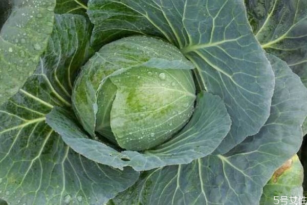 什么是大頭菜呢 大頭菜的生長環境是怎么樣的呢