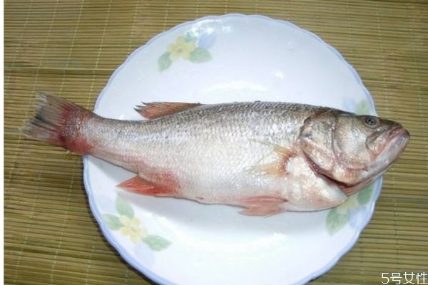 什么是海鱸魚呢 海鱸魚有什么營養價值呢