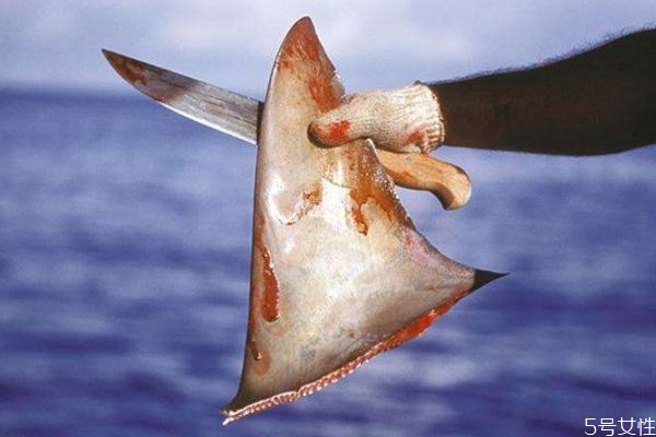 什么是魚翅呢 魚翅有什么營養價值呢