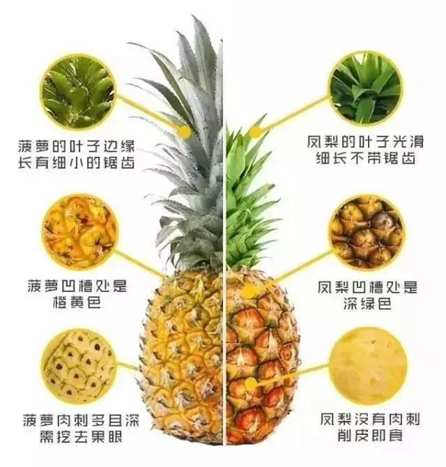 鳳梨和菠蘿的區別圖片 鳳梨和菠蘿對照圖片