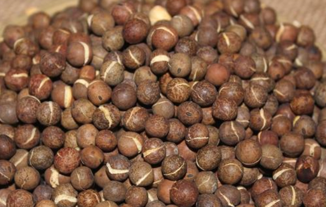 灰豆子的功效與作用 灰豆子的營養價值有哪些