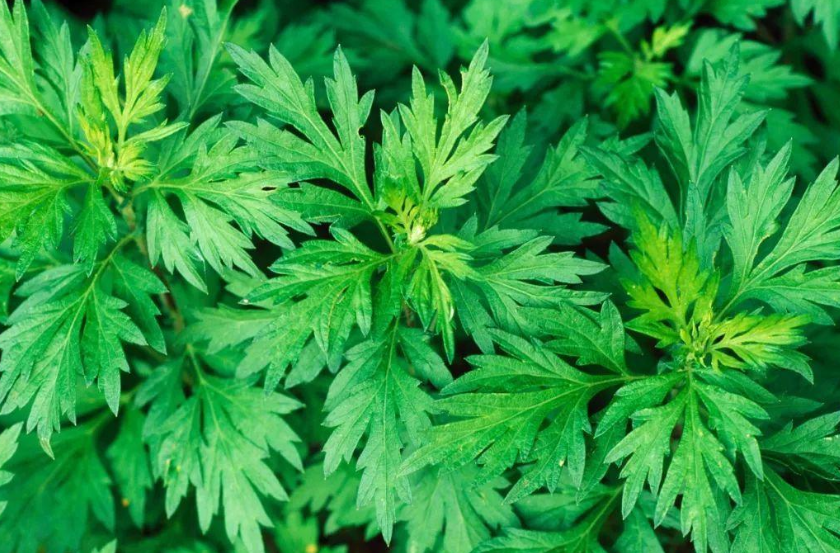 新鮮艾葉可以泡腳嗎 新鮮艾葉泡腳去體內濕氣嗎