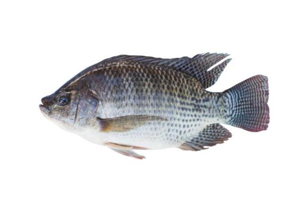 羅非魚的營養價值及功效 羅非魚的家常做法
