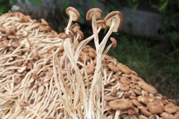 茶樹菇對乳腺增生有好處嗎 茶樹菇吃了會(huì)胃脹嗎