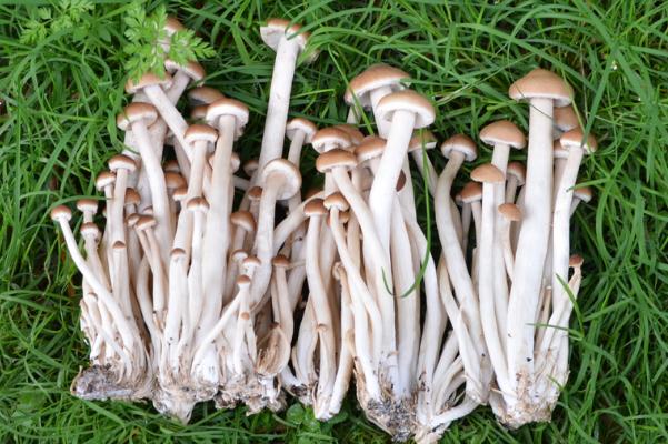 茶樹菇對乳腺增生有好處嗎 茶樹菇吃了會(huì)胃脹嗎