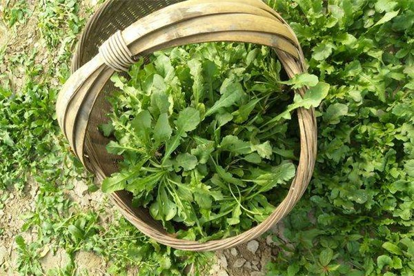 薺菜是什么季節的蔬菜 薺菜有味道嗎