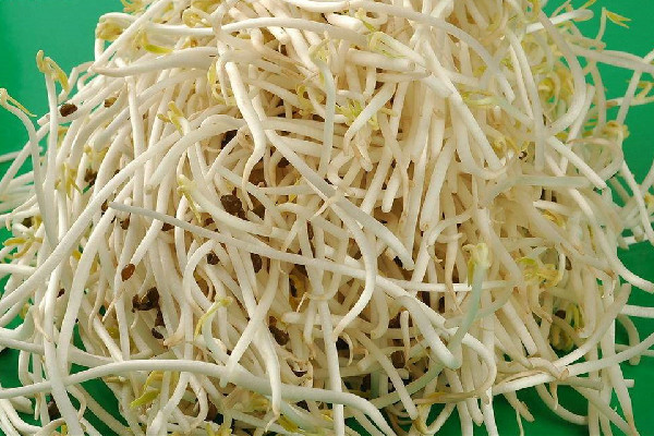 綠豆芽有點苦怎么回事 綠豆芽發苦還能吃嗎