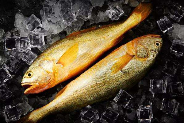 黃花魚和黃魚有什么區別 黃花魚和小黃魚是一種魚嗎