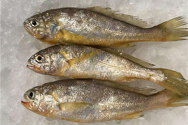 黃花魚和黃魚有什么區別 黃花魚和小黃魚是一種魚嗎