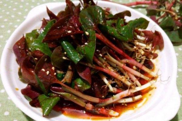 折耳根是發物嗎 折耳根是茅草根嗎